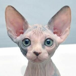 Profile photo of Franck
